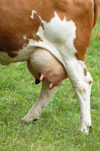 Koe uier vol met melk — Stockfoto