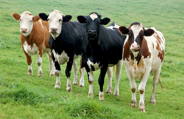 Vier Kühe hintereinander — Stockfoto