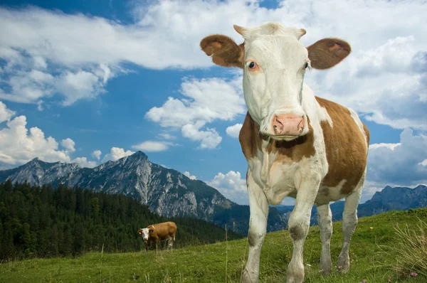 Oostenrijkse koe in de Alpen — Stockfoto