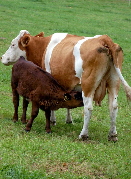 Sucking Calf — Stock Photo, Image