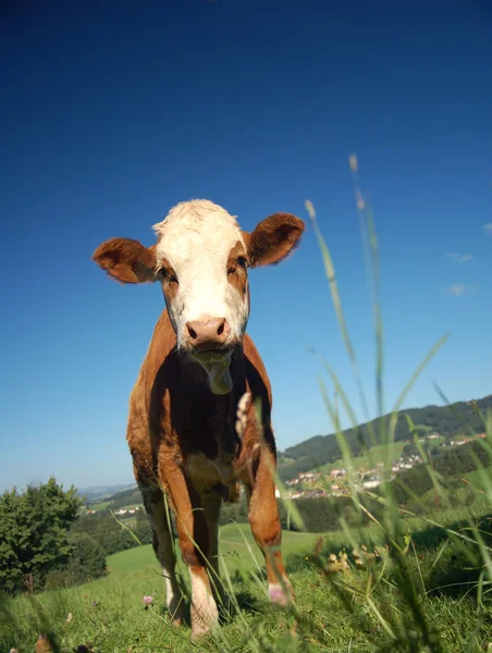 小牛在奥地利国家 — 图库照片