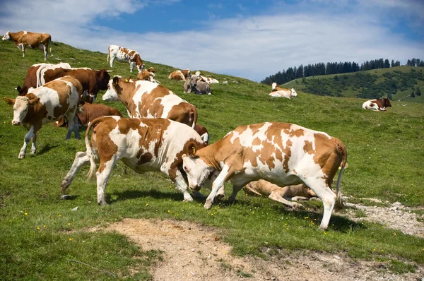 Fighting Cows — Stock Photo, Image