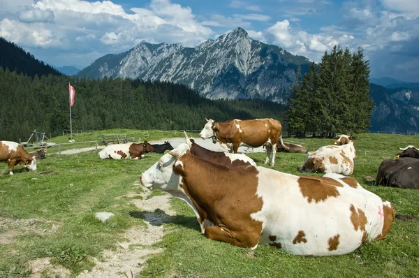 Avusturya istirahat inekler — Stok fotoğraf