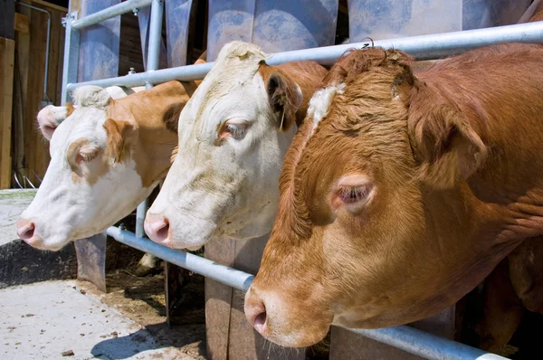 El ganado mira hacia el establo —  Fotos de Stock