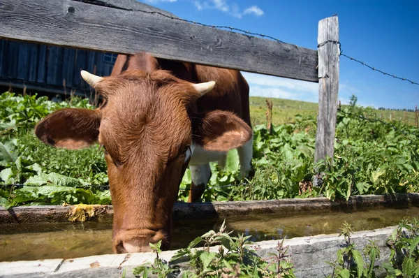 Drinken koeien — Stockfoto