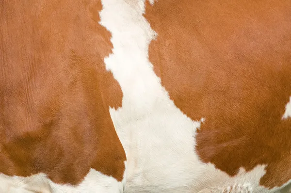 Doku benekli bir inek — Stok fotoğraf