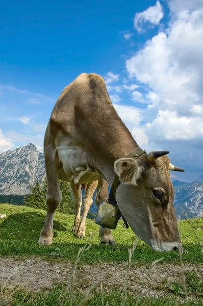 Grazende koeien in de Alpen — Stockfoto