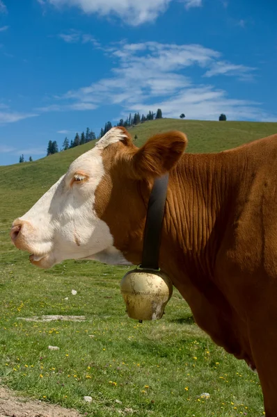 Simmental krowę z dzwonkiem — Zdjęcie stockowe