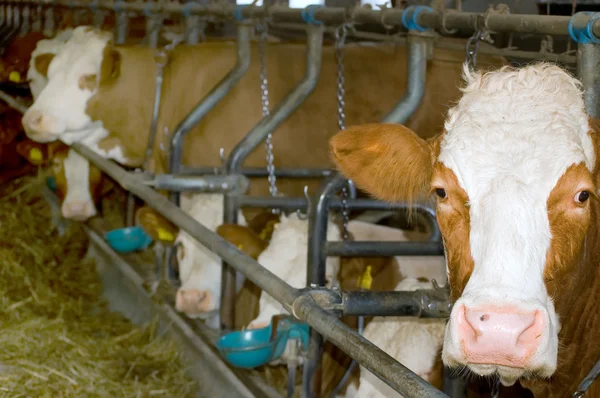 Simmental vee in een stal — Stockfoto