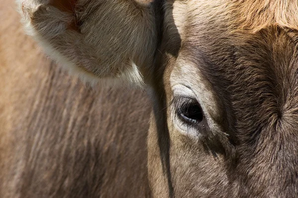 眼睛和耳朵的一头母牛 免版税图库图片