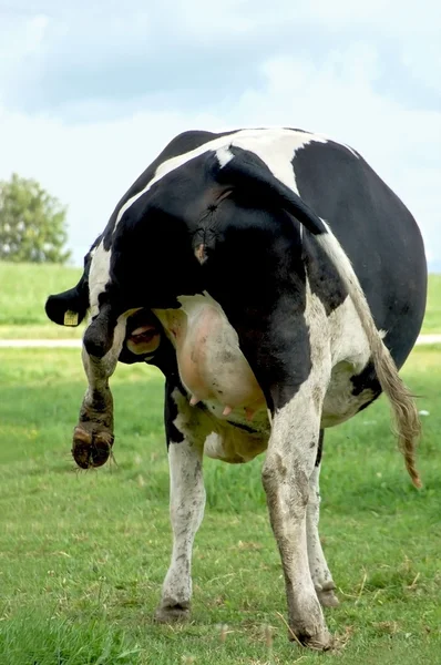 Holstein koe van achter — Stockfoto