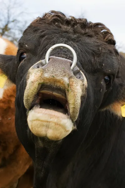 Toro con Nosering — Foto Stock