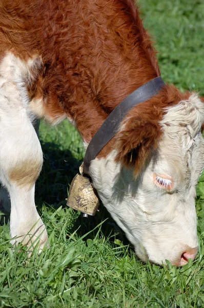 Grazing Simmental Vaca — Fotografia de Stock