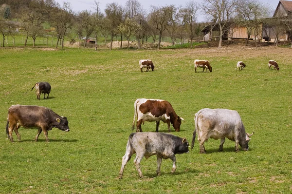 Prado com vacas Imagens De Bancos De Imagens