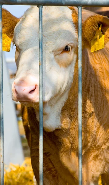 Calf behind Bars — Stock Photo, Image