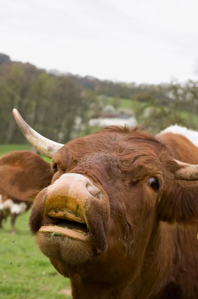 Ryczenie krowy — Zdjęcie stockowe