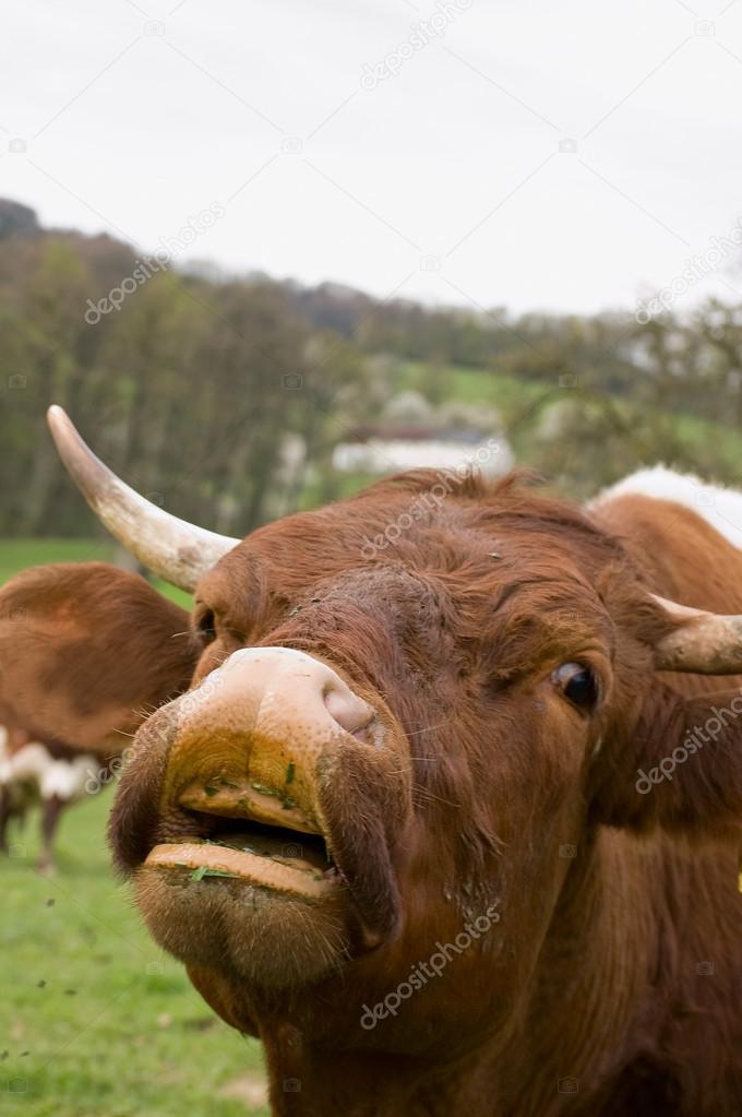 MUGGITO MUCCA DA SCARICA