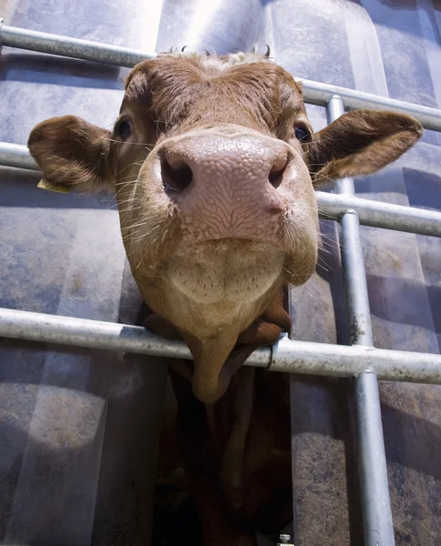 Calf from below — Stock Photo, Image