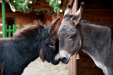 Two Donkeys Snuggling clipart