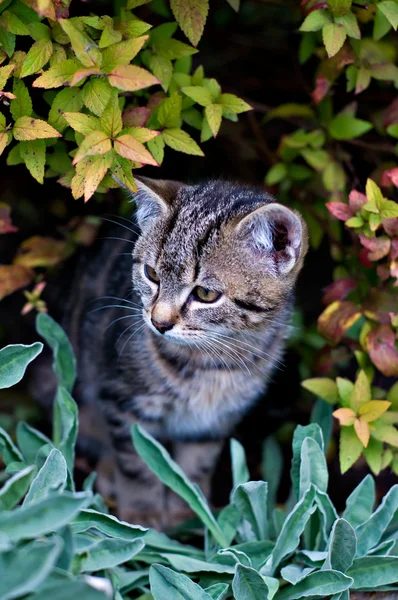 Nieuwsgierige kat kijken uit een bush — Stockfoto