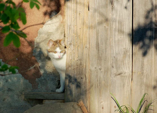 Ντροπαλός γάτα — Φωτογραφία Αρχείου