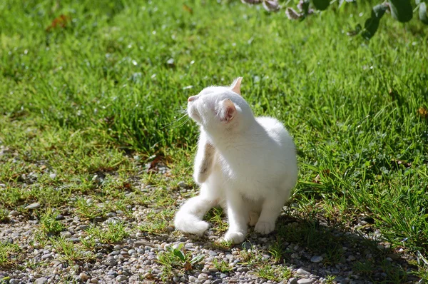 Beyaz kedi tırmalama — Stok fotoğraf