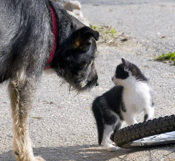 Gato e cão vai ficar amigos — Fotografia de Stock