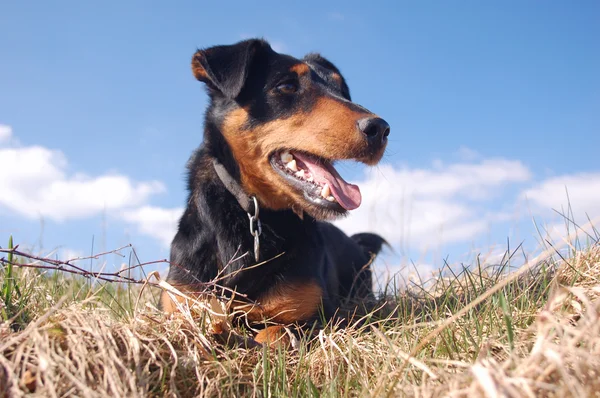 Çayırdaki sevimli köpek. — Stok fotoğraf