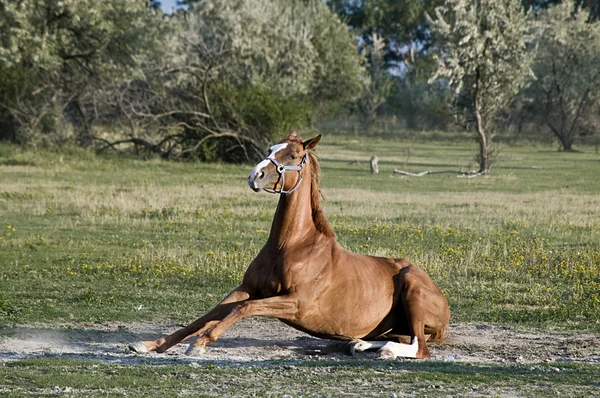 Staande omhoog paard — Stockfoto