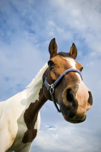 Cabeza de un caballo de cuarto — Foto de Stock