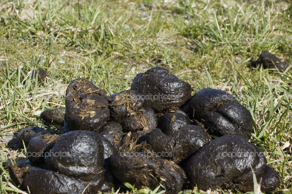 Экскременты вомбата. Экскременты лесных зверей. Помет вомбата. Какашки животных. Экскременты помет кабана.
