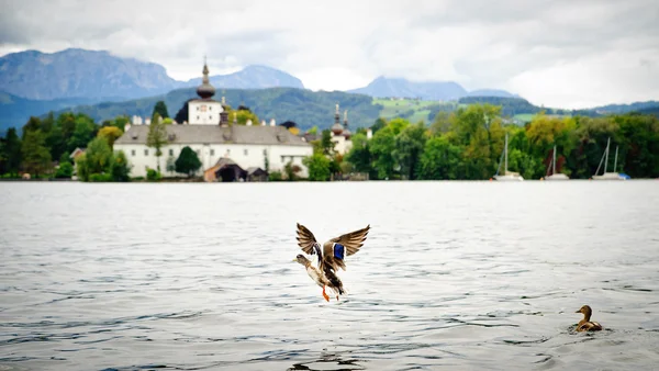 Pato volador en el lago — Foto de Stock