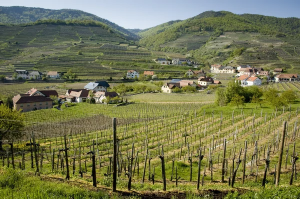 Lower Austria Wine-Growing District — Stock Photo, Image