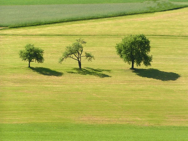 Drei Bäume — Stockfoto