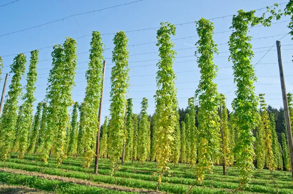 Hopfenanbau — Stockfoto