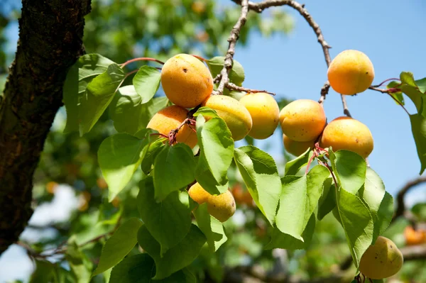 Apricot Tree — Stock Photo, Image