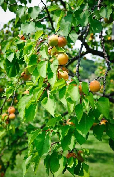 Strom plný s meruňkami — Stock fotografie