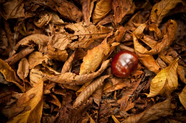 Каштан в осінь Foliage — стокове фото