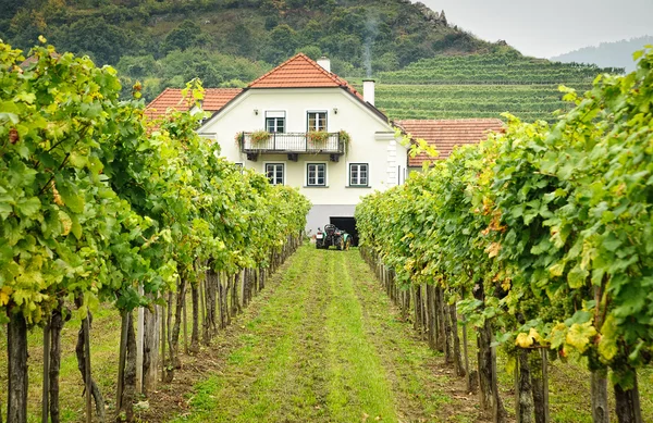 Casa de agricultores em uma vinha — Fotografia de Stock