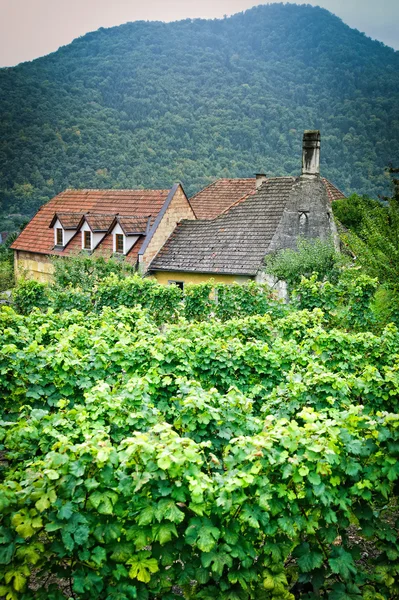 Farmhouse in an austrian Vineyard — Stock Photo, Image