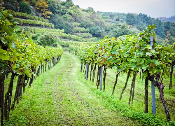 Wineyard до збирання врожаю — стокове фото