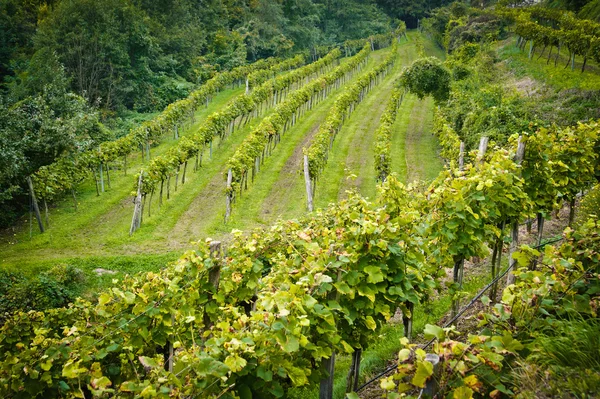 Vignoble en basse-Autriche — Photo