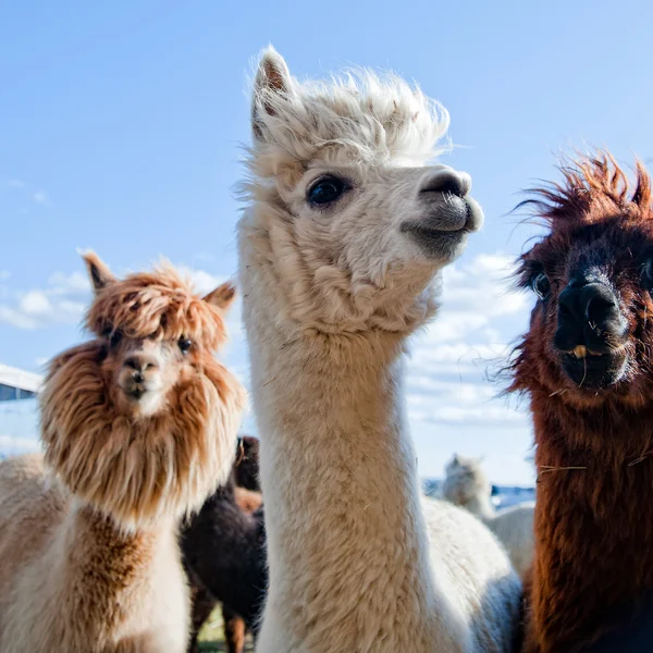 Drie grappige Alpaca 's Stockafbeelding