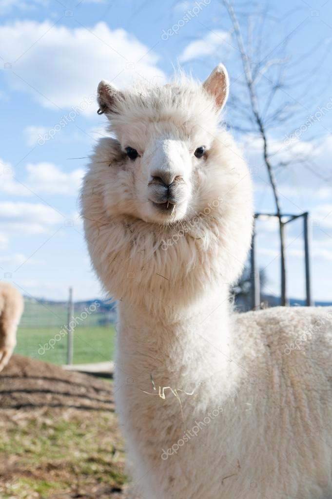 White Alpaca