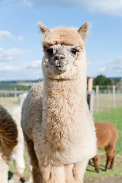 Flauschige junge Alpakas — Stockfoto