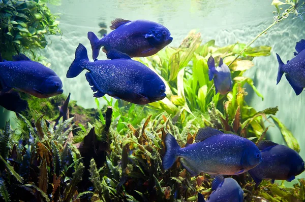 Piraya Piranha — Stockfoto