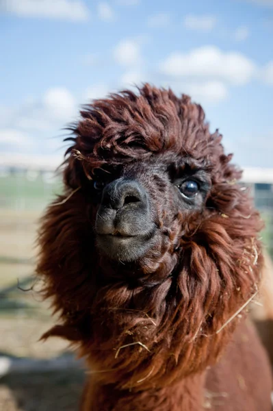 Hoofd van een grappige alpaca Stockfoto