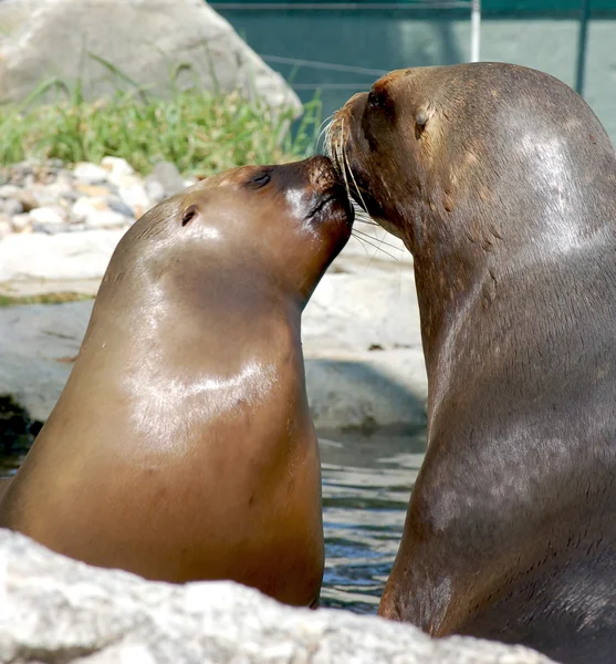 Dos focas del puerto — Foto de Stock