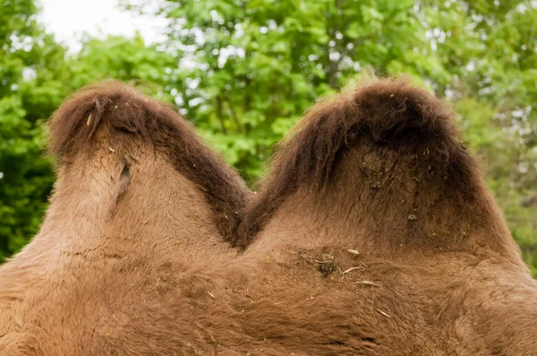 Camel bult — Stockfoto