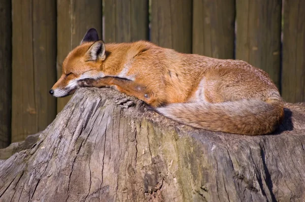 Slapende fox Rechtenvrije Stockafbeeldingen